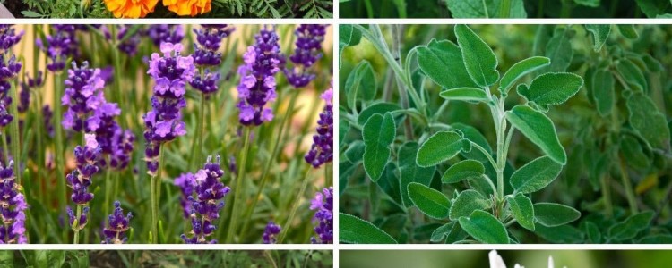 9 Plants That Repel Mosquitoes From Your Home